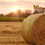 Which countries will produce the most wheat in 2023?