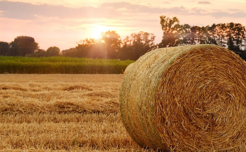 Which countries will produce the most wheat in 2023?