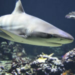 What’s in common between a shark and a Boeing777?