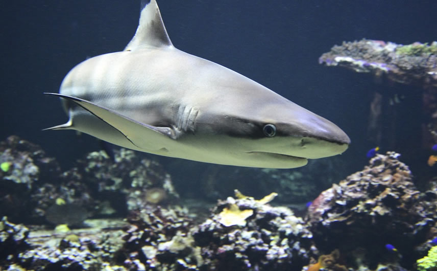 What’s in common between a shark and a Boeing777?