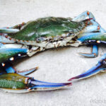 Combatting Invasive Species in Containerized Supply Chains