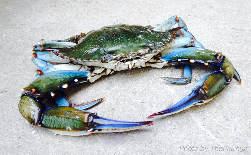 Combatting Invasive Species in Containerized Supply Chains